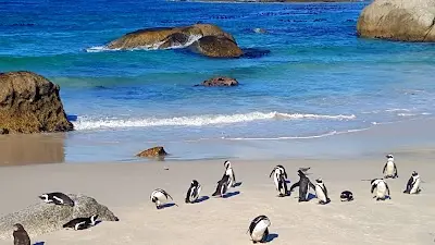 The Kiwi Vacations