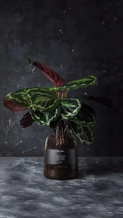 seiva flowers shop