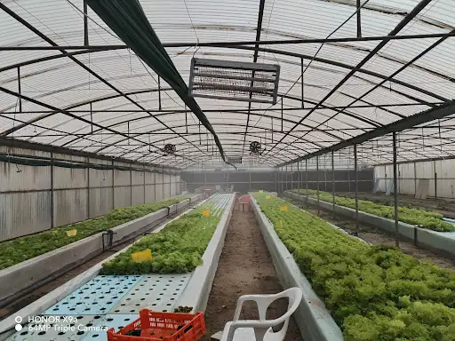 Abu tareq Fresh organic vegetable farm wafrah