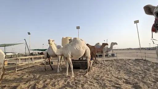 Al Hajery Camels- مزاد الهاجري