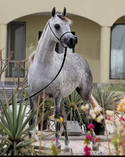 Alathbah stud