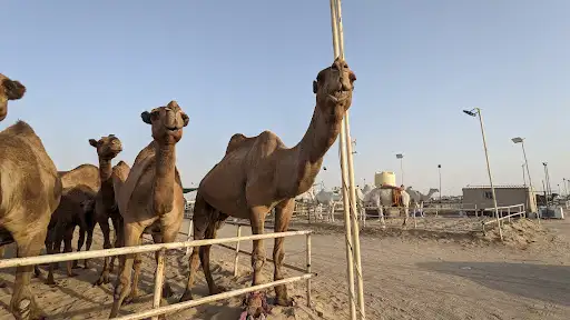 Camel Market, Kabed, Kuwait