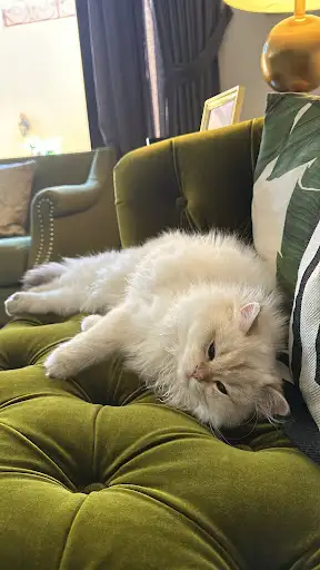 Cats Park