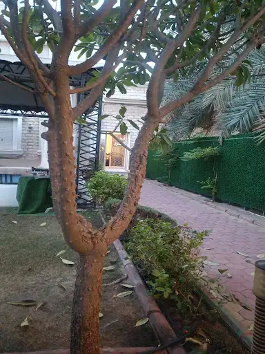 ديوان السلوم