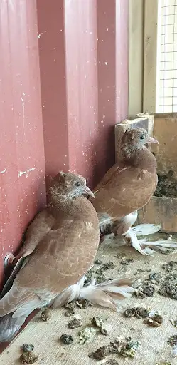 ديوان مزرعة عادل العليوي