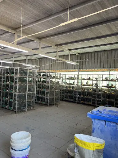 فروخ زاجل للاكل