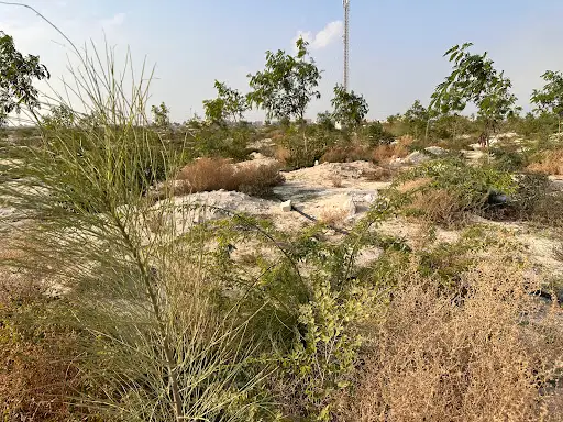 Kuwait Forest غابة الكويت
