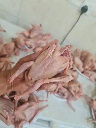 للبيع فروخ حمام زاجل وبط