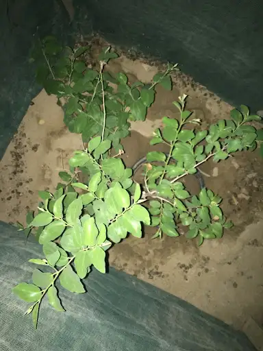 محمد عيد الشنيتير