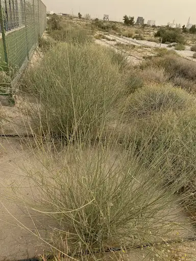 محمية نباتات بريه