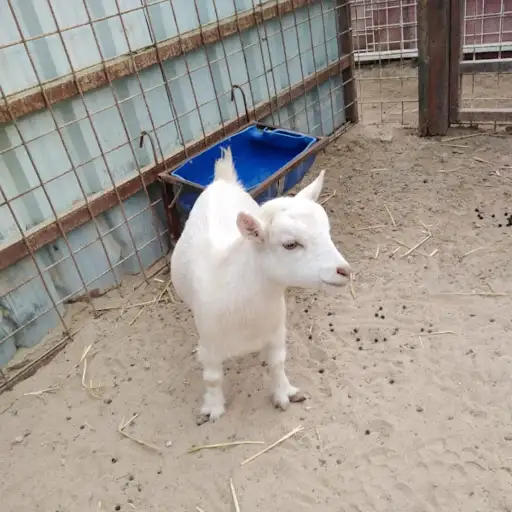 مراح بوكندر