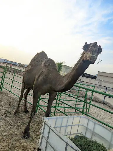 مسجد على بن ابى طالب