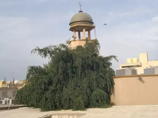 مسجد أم القرى