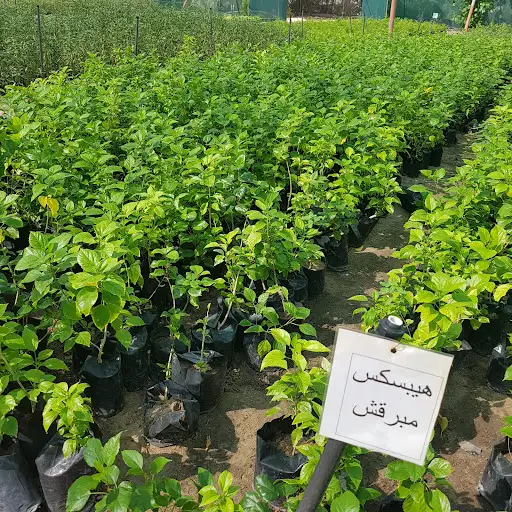 مشتل العمرية