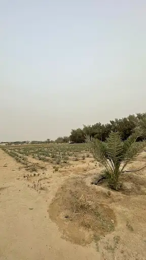 مزرعة حمد علي الصواغ