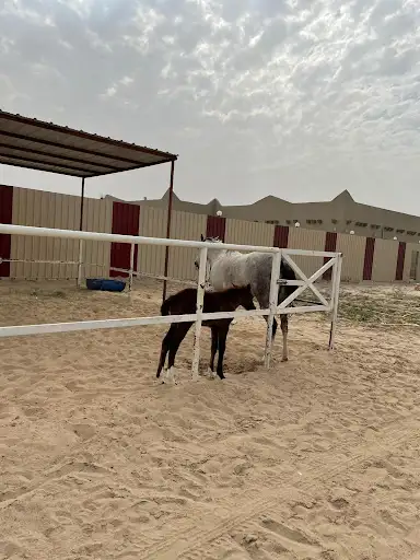 مزرعة شبيب محمد المعتقة