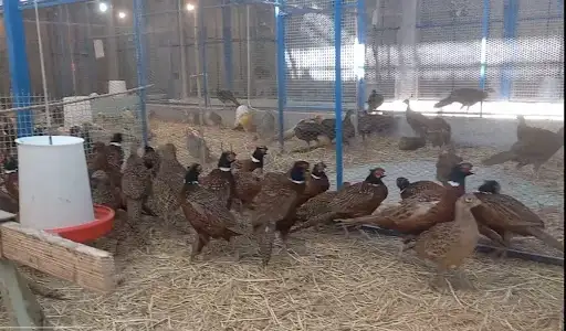 نخي وباجله الدعيه