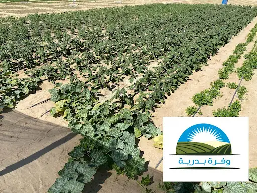 وفرة بدرية