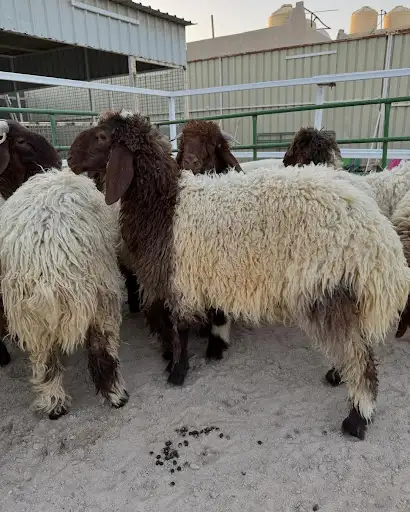 صفاة الكويت