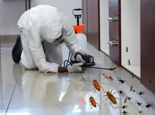 شركة تنظيف منازل شركة المسيلة