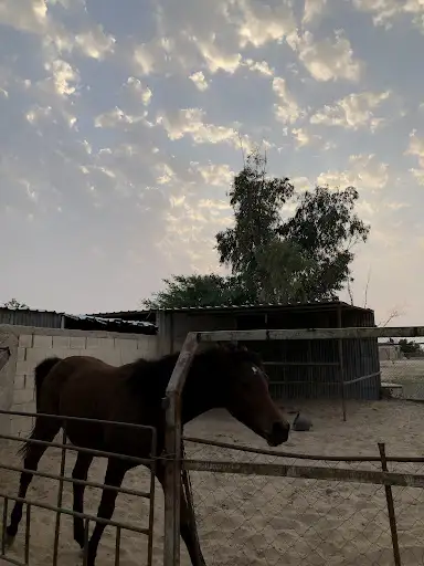 wafra farms
